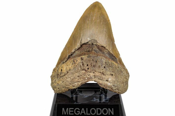 Serrated, 6.06" Fossil Megalodon Tooth - Massive Meg Tooth!